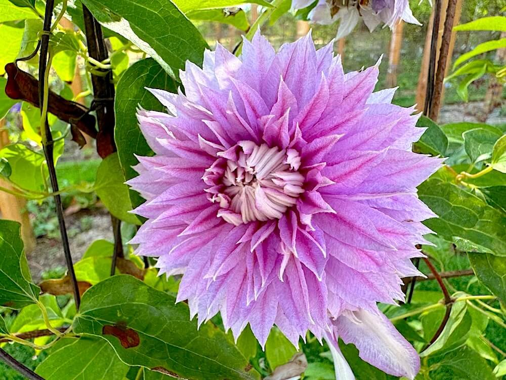 Clematis Josephine 'Evijohill' (Josephine Clematis) — Northwest Blooms